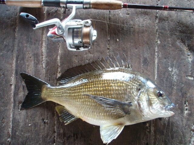 Bream fun